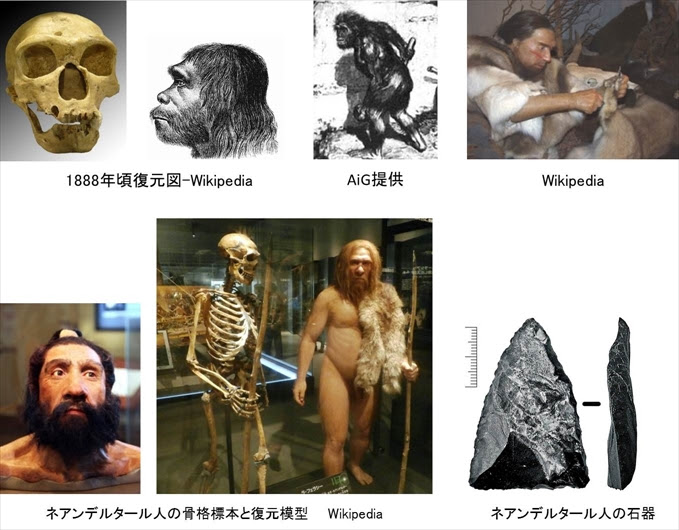 アウストラロピテクス 旧人 原人 ホモ エレクトスやネアンデルタール人などは本当に存在したのですか また進化した証拠なのでしょうか クリエーション リサーチ ジャパン