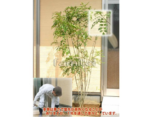 正規 オリジナルシマトネリコシンボルツリー 人工芝 庭 木を値引 工事販売 東京神奈川千葉埼玉茨城