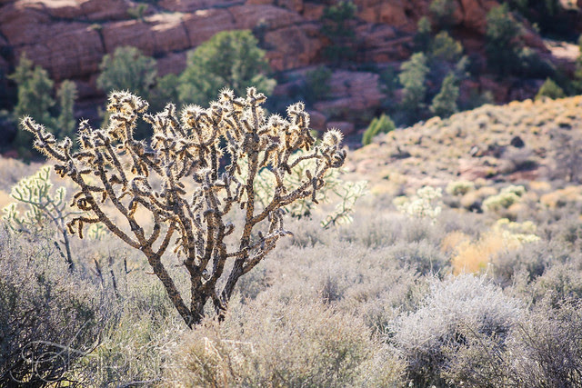 2012.03 Gunlock (68 of 69)