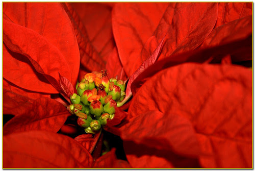 Poinsetia, flor de Pascua