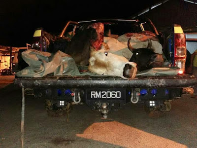 Polis, Tentera 'Berkolaborasi' Mencuri Lembu Orang Kampung.