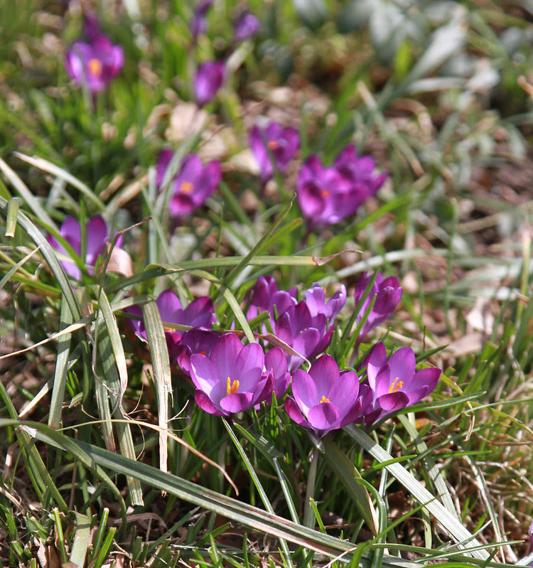crocuses, brooklyn heights promenade