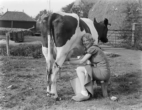 Koeien melken / Milking a cow