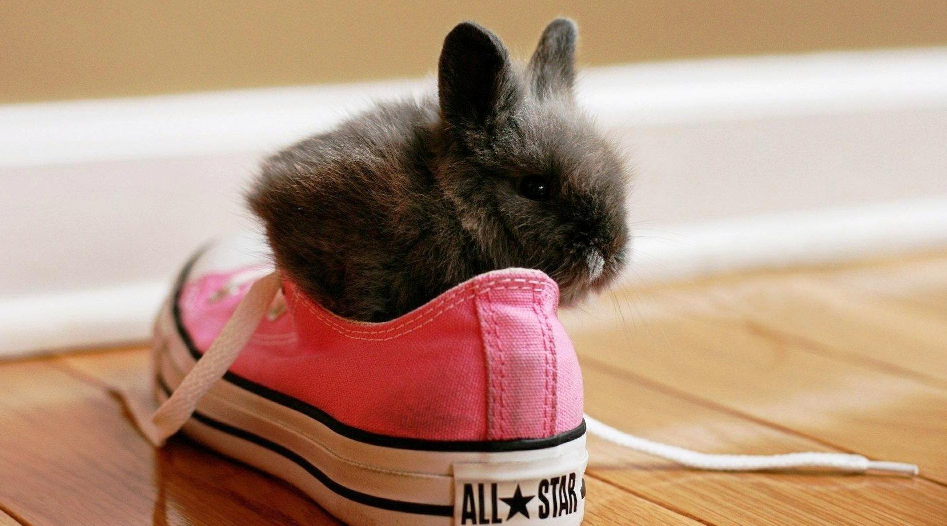 Funny Animal Backgrounds - Wallpaper Cave