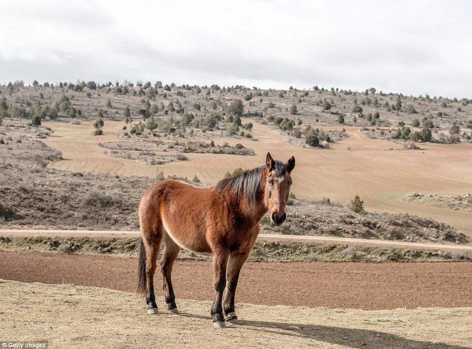 A mare looks on in the village of Selas, Spain, which, as of 2012, had a population of just 63 inhabitants