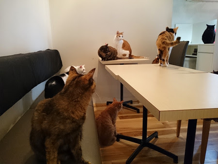 猫カフェキューリグ Theloft 天神 In 福岡市中央区 福岡発 九州観光ガイド ブログ編