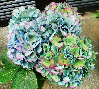 秋色アジサイ Pave Page Garden Design Blog