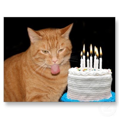 Forum Chats Et Felins Joyeux Anniversaire Gizmo