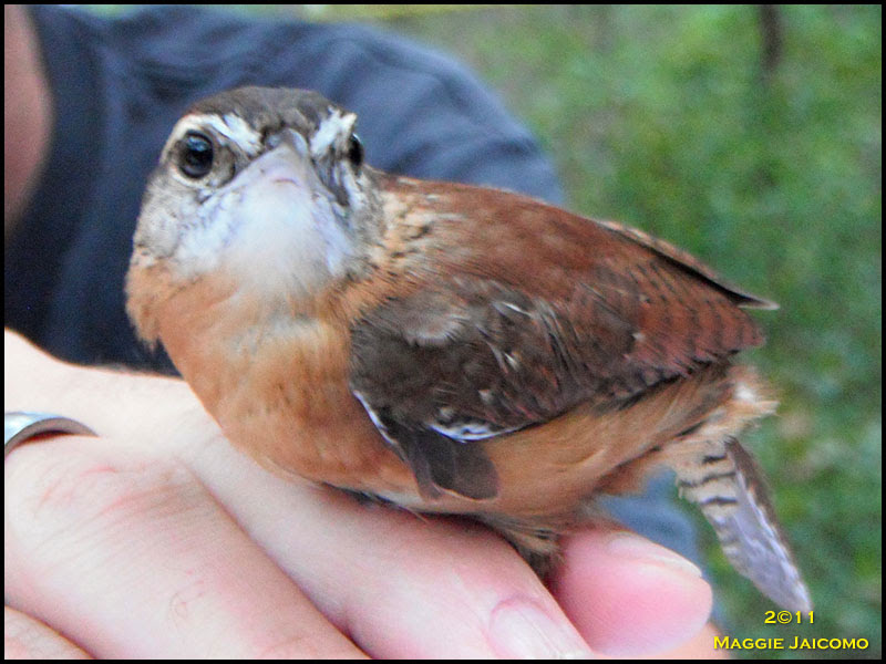 Carolina Wren
