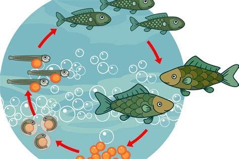 perbedaan organ gerak  hewan vertebrata berbagai perbedaan