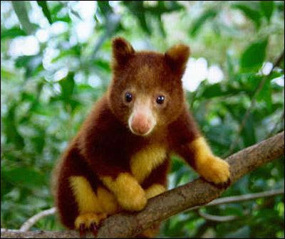 Animals - Tropical Rainforests