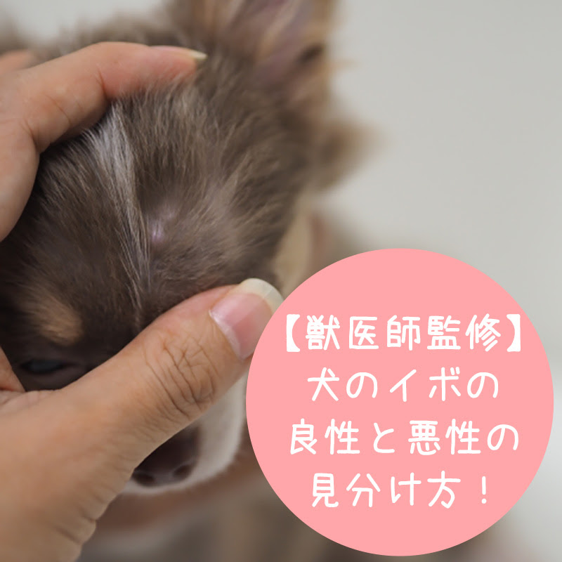 獣医師監修 愛犬の体にできもの発見 色や形で推測できる皮膚の病気と肌トラブルの対策方法