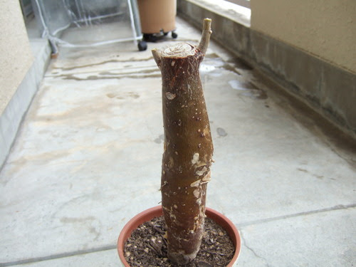 ベランダ菜園 パキラの剪定