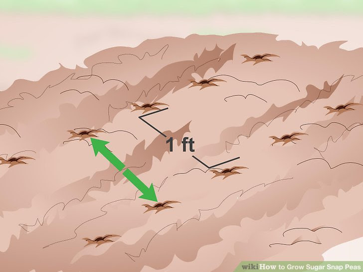 Grow Sugar Snap Peas Step 7.jpg
