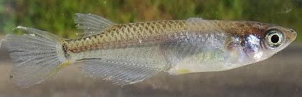 日本淡水魚 ミナミメダカ 別館