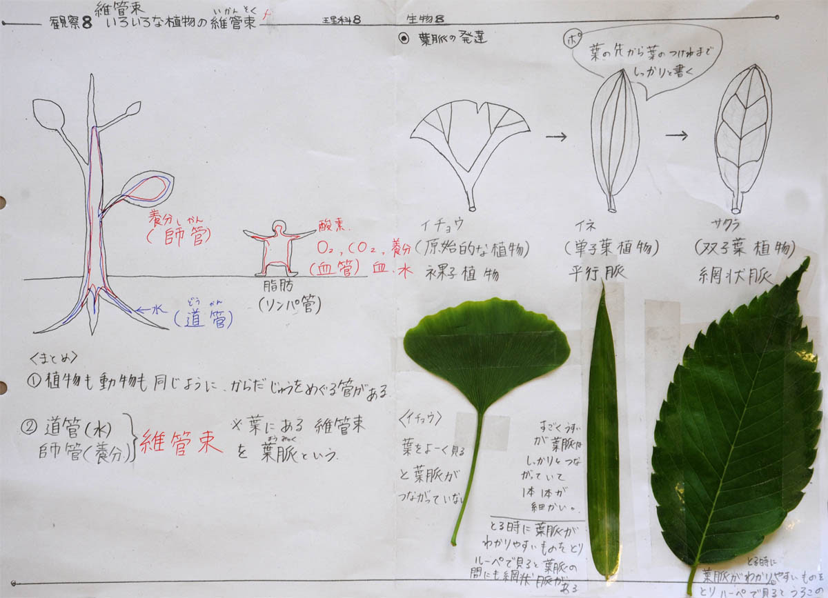 観察８：いろいろな植物の維管束／１年理科『生物』／takaの授業記録2013