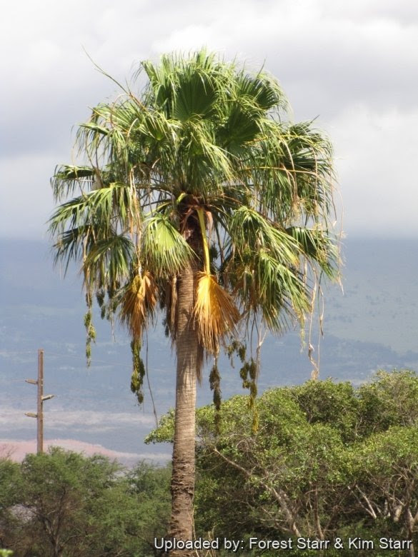 Washingtonia_robusta_20875_l