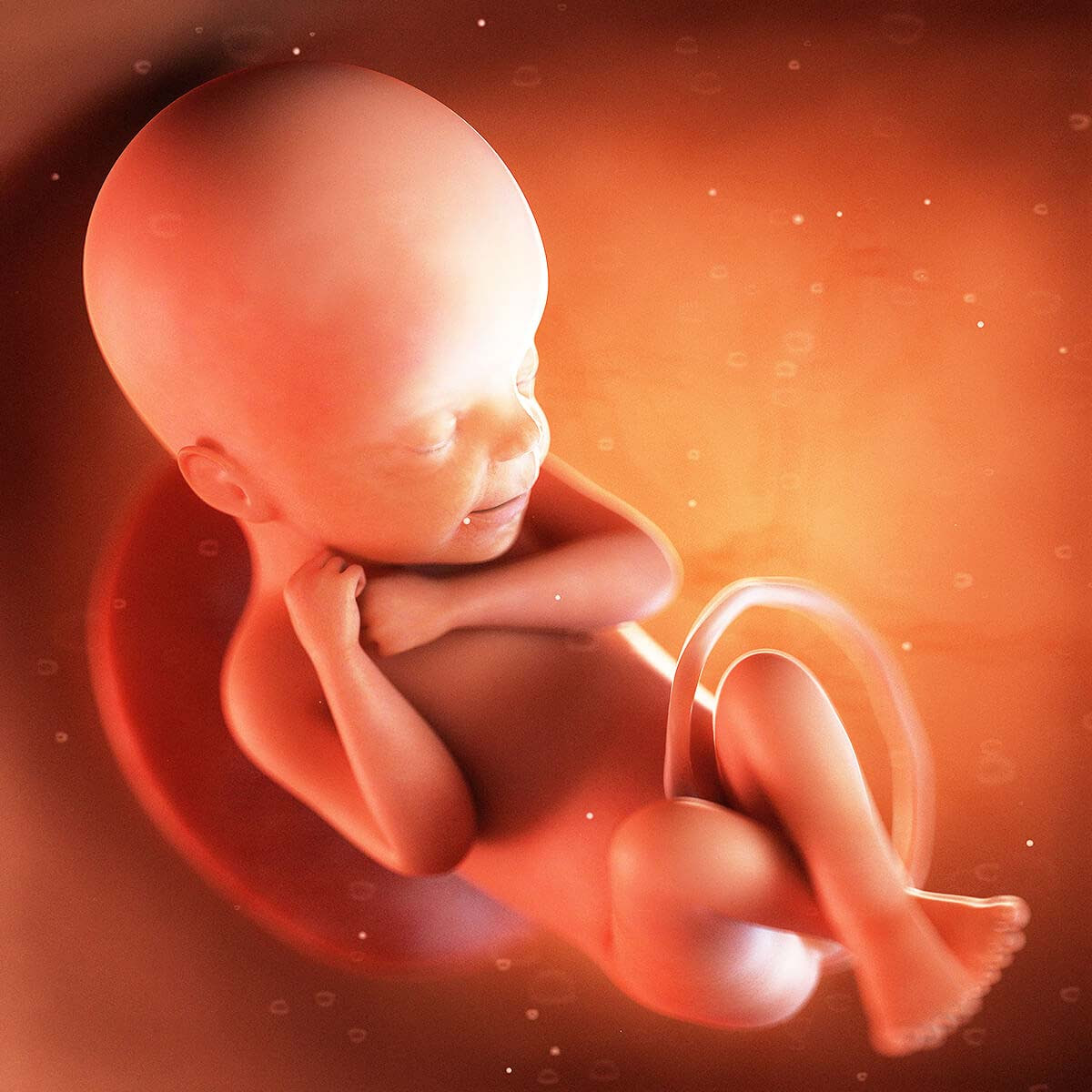 24 Weeks Pregnant Baby Development Symptoms Signs Week By Week