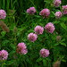 Trifolium pratense