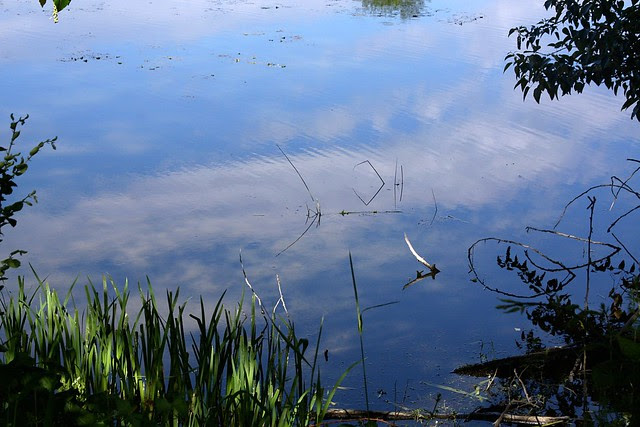 water, sky, grass (whitaker ponds)