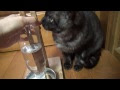 √完了しました！ 犬 水飲み スタンド 手作り 284163-犬 水飲み スタンド 手作り