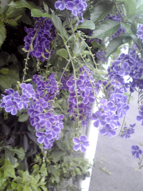 夏に咲く紫の花 花写真