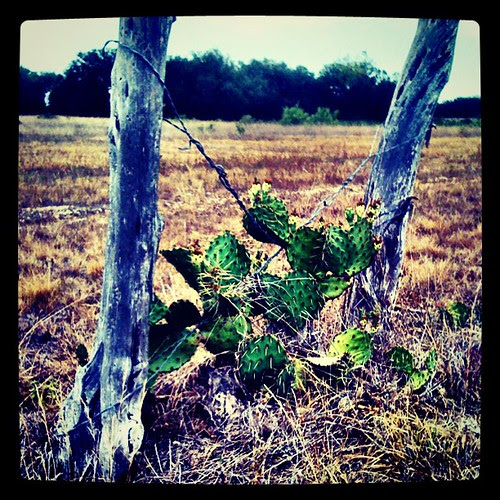 it's a dry heat #Texas #drought