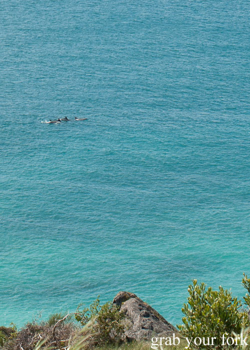 Pod of dolphins off the coast of Kangaroo Island