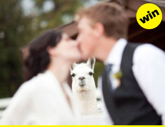 We see you there, llama.