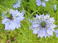 ３月３１日の誕生花 ニゲラの花言葉 夢で会いましょう 初夏を彩って 当惑 するクロタネソウ 黒種草 の空色の花 弥生おばさんのガーデニングノート 花と緑の365日 楽天ブログ