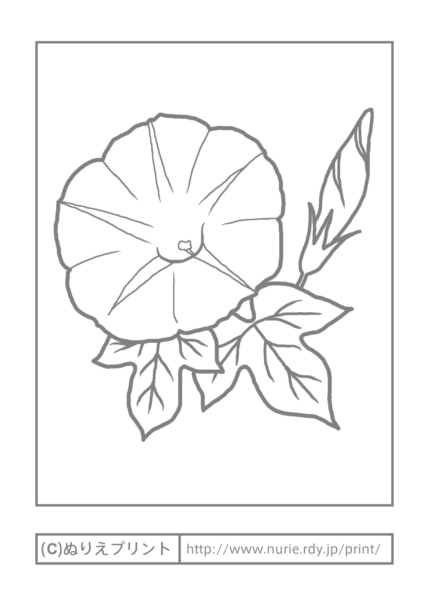 アサガオ 主線 グレー 夏の花 無料塗り絵イラスト ぬりえプリント