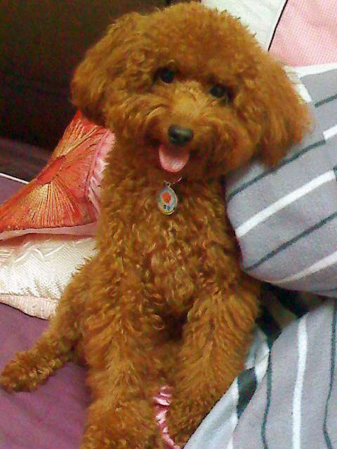 狗兒專用品 Huppy哈比幼犬訓練尿布墊 Yuri芯婕enjoy Life 痞客邦