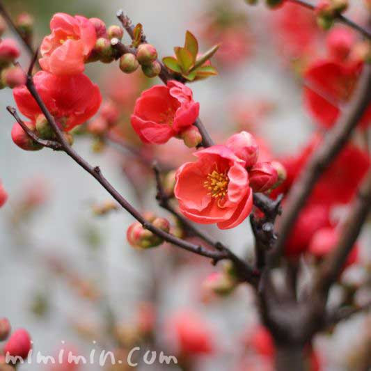 ボケ 木瓜 の写真と花言葉 ボケの名前の由来 みみみんブログ