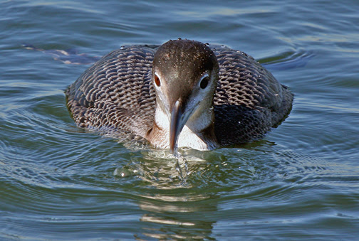 common loon images. Common Loon