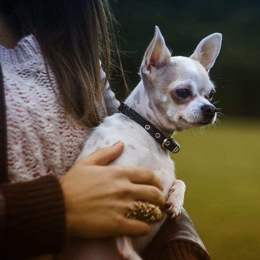 犬がブルブル震える理由って何 震えで伝える愛犬のメッセージとは