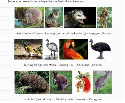 gambar flora tipe peralihan beserta namanya gratis gambar hewan