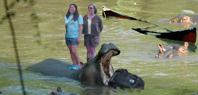 hippo attack