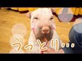 [最も選択された] ブサイク 犬 画像 163881-ブサイク犬画像
