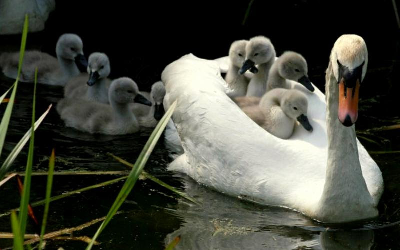 http://freehdw.com/images/800/animals_other_majesty-afloat_68833.jpg