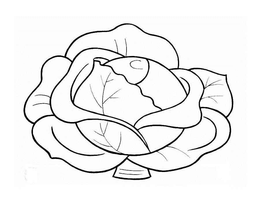 Cabbage coloring pages to download and print for free