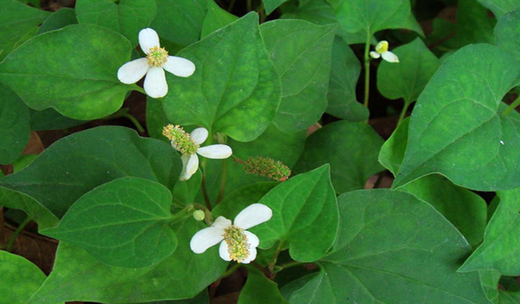 Rau diếp cá có tác dụng kháng khuẩn, đồng thời tăng cường sản sinh collagen ở da, rất tốt trong điều trị sẹo lõm