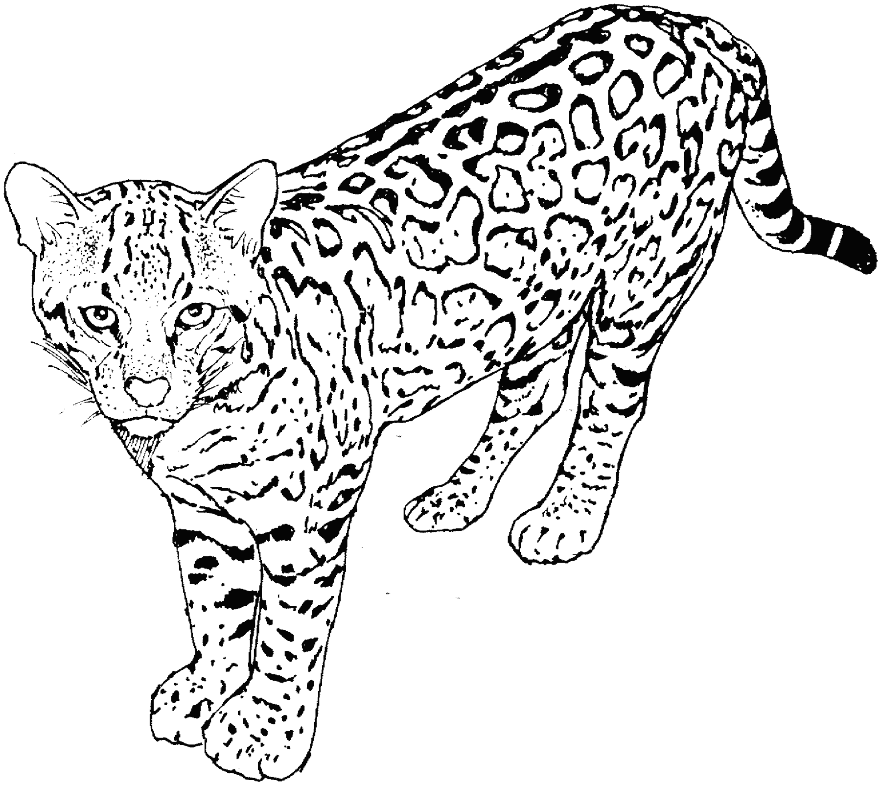 Download Kitten Coloring Page For Toddlers - 232+ Best Quality File for Cricut, Silhouette and Other Machine