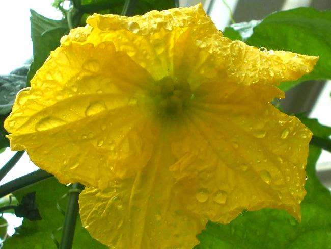 ヘチマの雄花と雌花 花から実へ おもしろ理科 Preparation Assistant For Scientific Experiments And Observations