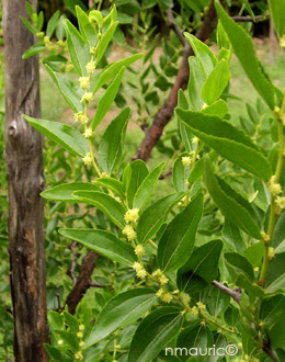 Jujubier Commun Zizyphus Vulgaris