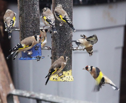 Goldfinches