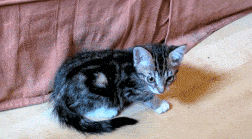 めちゃくちゃかわいい 猫のgif画像集 雑記 It業界に入ったのはゲームの影響 もふぬこ動画 画像