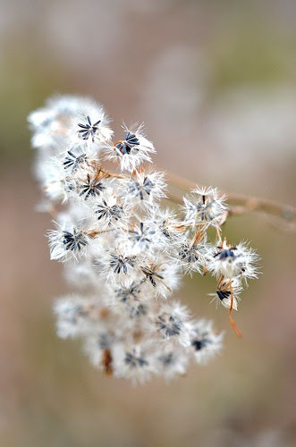 novembloom_153