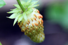 alpine strawberry