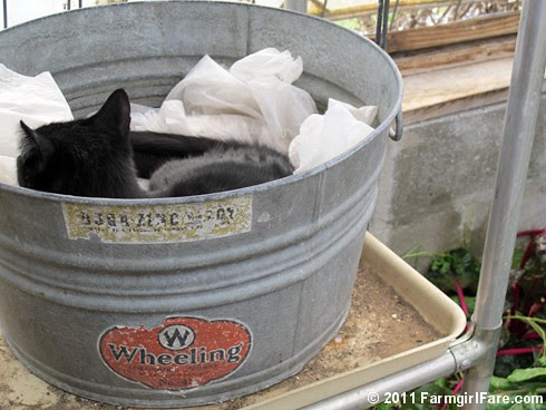 Mr. Midnight snuggled up in a vintage galvanized tub in the greenhouse 1 - FarmgirlFare.com