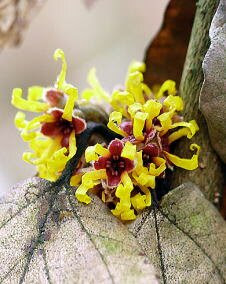 花 マンサク 2月16日の花言葉 マンサク 万作 魅る魅るガーデニング